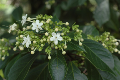 APII jpeg image of Clerodendrum floribundum var. attenuatum  © contact APII