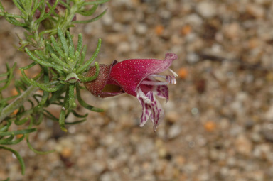 APII jpeg image of Prostanthera florifera  © contact APII
