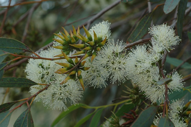 APII jpeg image of Eucalyptus melanophitra  © contact APII