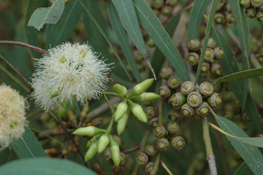 APII jpeg image of Eucalyptus interstans  © contact APII