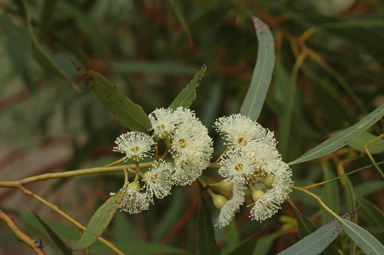 APII jpeg image of Eucalyptus oleosa  © contact APII