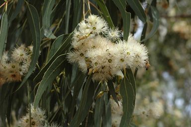 APII jpeg image of Eucalyptus fibrosa  © contact APII