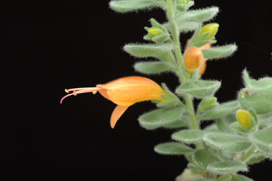 APII jpeg image of Eremophila splendens  © contact APII