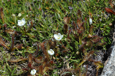 APII jpeg image of Drosera arcturi  © contact APII