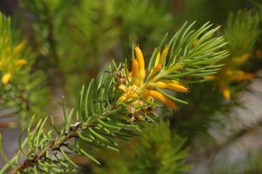 APII jpeg image of Persoonia acerosa  © contact APII