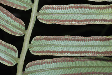 APII jpeg image of Angiopteris evecta  © contact APII