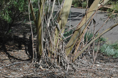 APII jpeg image of Eucalyptus moorei subsp. moorei  © contact APII