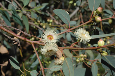 APII jpeg image of Eucalyptus cosmophylla  © contact APII