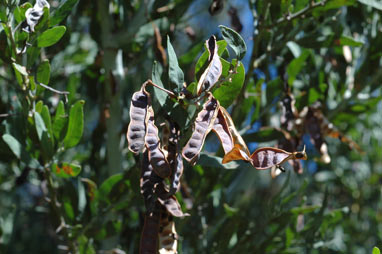 APII jpeg image of Acacia dempsteri  © contact APII