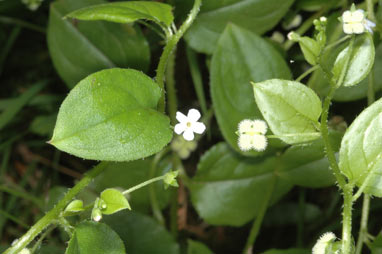 APII jpeg image of Austrocynoglossum latifolium  © contact APII