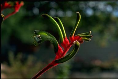 APII jpeg image of Anigozanthos manglesii  © contact APII