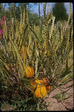 APII jpeg image of Banksia candolleana  © contact APII