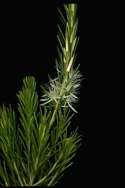 APII jpeg image of Calytrix acutifolia  © contact APII