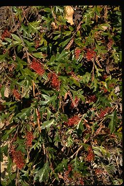 APII jpeg image of Grevillea x gaudichaudii  © contact APII