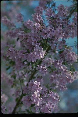 APII jpeg image of Prostanthera marifolia  © contact APII