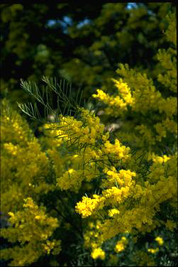 APII jpeg image of Acacia boormanii  © contact APII