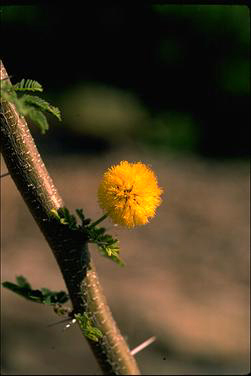 APII jpeg image of Vachellia farnesiana  © contact APII