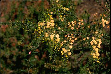APII jpeg image of Acacia hubbardiana  © contact APII