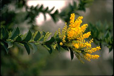 APII jpeg image of Acacia triptera  © contact APII