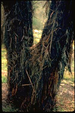 APII jpeg image of Allocasuarina inophloia  © contact APII