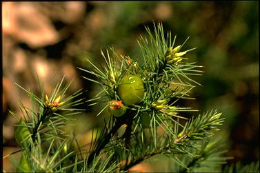 APII jpeg image of Astroloma pinifolium  © contact APII