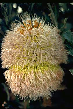 APII jpeg image of Banksia baueri  © contact APII
