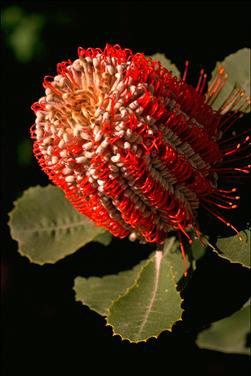 APII jpeg image of Banksia coccinea  © contact APII