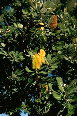 APII jpeg image of Banksia integrifolia  © contact APII