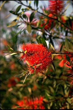 APII jpeg image of Callistemon comboynensis  © contact APII