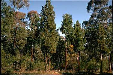 APII jpeg image of Callitris glaucophylla,<br/>Eucalyptus crebra  © contact APII