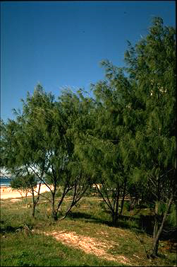 APII jpeg image of Casuarina equisetifolia  © contact APII