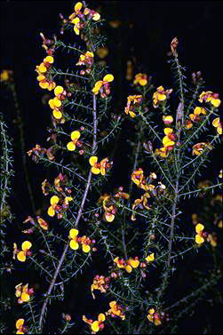 APII jpeg image of Daviesia phylicoides  © contact APII