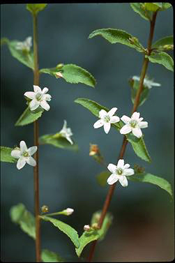 APII jpeg image of Myoporum tetrandrum  © contact APII