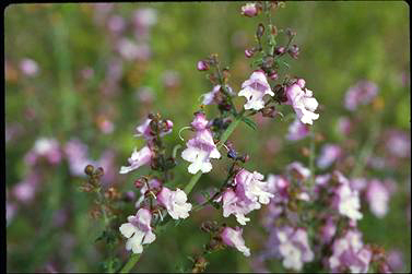 APII jpeg image of Prostanthera denticulata  © contact APII