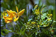 Senna aciphylla - click for larger image