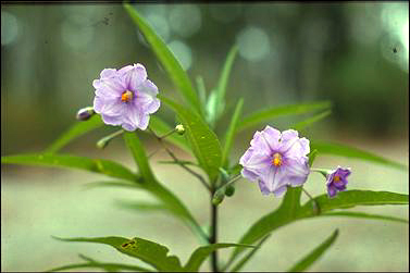 APII jpeg image of Solanum laciniatum  © contact APII