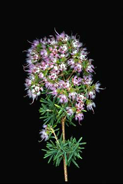 APII jpeg image of Verticordia densiflora  © contact APII