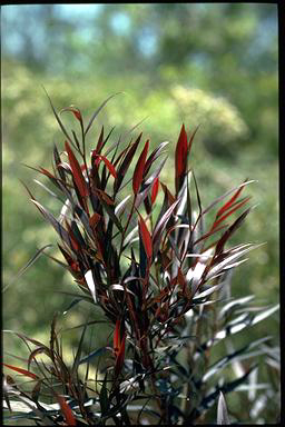 APII jpeg image of Agonis flexuosa 'After Dark'  © contact APII