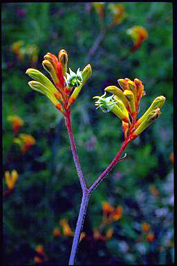 APII jpeg image of Anigozanthos 'Bush Haze'  © contact APII