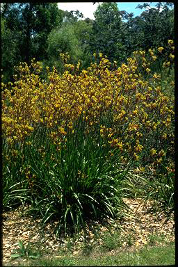 APII jpeg image of Anigozanthos 'Bush Haze'  © contact APII