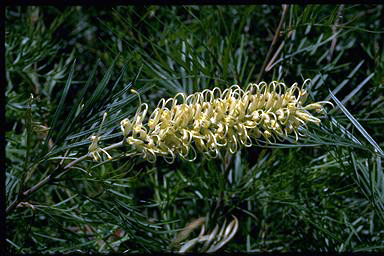 APII jpeg image of Grevillea 'Moonlight'  © contact APII