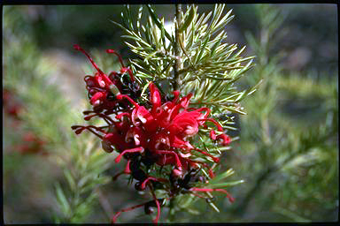 APII jpeg image of Grevillea 'Red Dragon'  © contact APII