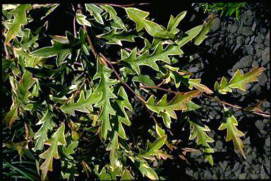 APII jpeg image of Grevillea 'Sunkissed Waters'  © contact APII