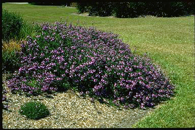 APII jpeg image of Scaevola 'Purple Fanfare'  © contact APII