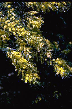APII jpeg image of Acacia perangusta  © contact APII