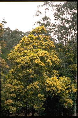 APII jpeg image of Acacia prominens  © contact APII