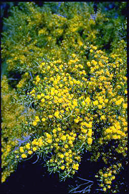 APII jpeg image of Acacia spathulifolia  © contact APII