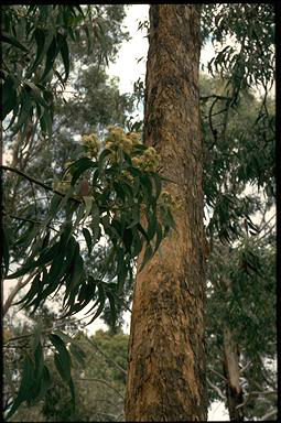 APII jpeg image of Corymbia eximia  © contact APII