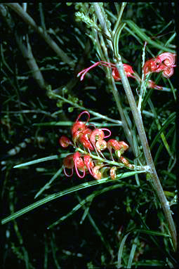 APII jpeg image of Grevillea longistyla  © contact APII