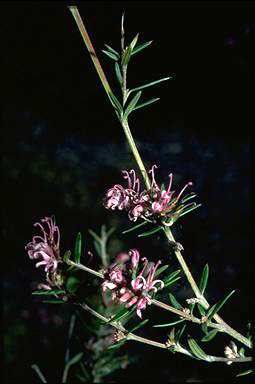 APII jpeg image of Grevillea patulifolia  © contact APII